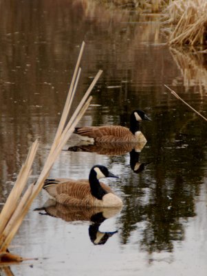 reflections