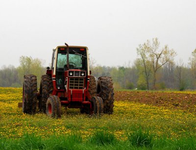 cultivating dandelions