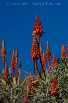 LAGUNA_BEACH_CA-0031.jpg