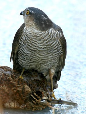 Sperwer & Houtsnip - Sparrow Hawk & Woodcock - Accipiter nisus & Scolopax rusticola