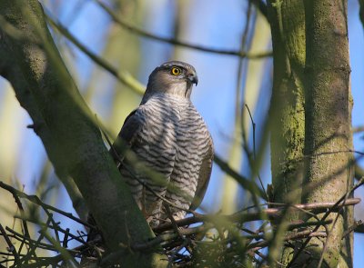 Sperwer - Sparrow Hawk - Accipiter nisus