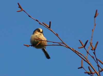 Northern Long-tailed Tit - Staartmees - Aegithalos caudatus
