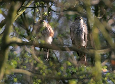 Sperwer - Sparrow Hawk - Accipiter nisus (couple)