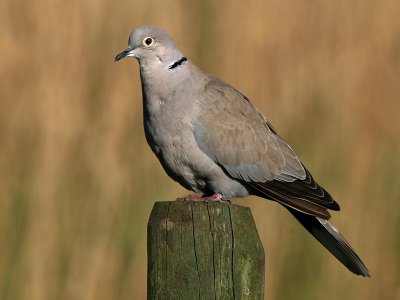 Collared-Dove - TurkseTortel  - Streptopelia decaocto