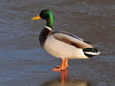 Wilde Eend - Mallard - Anas platyrhynchos