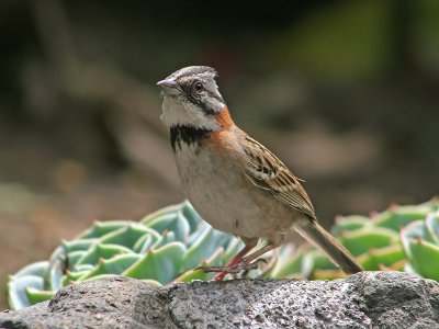 Rufous-collared Sparrow - Roodkraaggors - Zonotrichia capensis