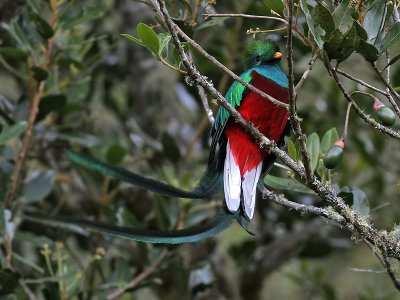 Quetzal (Resplendend) - Quetzal - Pharomachrus mocinno 
