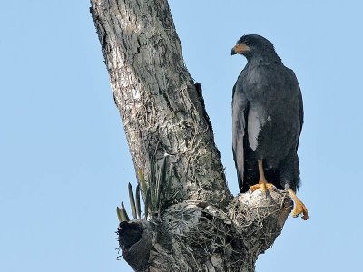 Mangrove Black Hawk - Buteogallus subtilis -  Pacifische Zwarte Buizerd