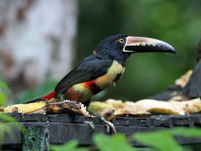 Collared Aracari - Halsband-arassari - Pteroglossus torquatus