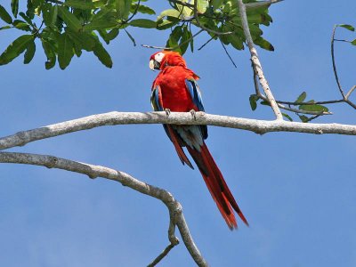 Scarlet Macaw - Ara macao - Geelvleugelara