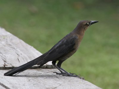 Great-tailed Grackle - Quiscalus mexicanus - Langstaarttroepiaal