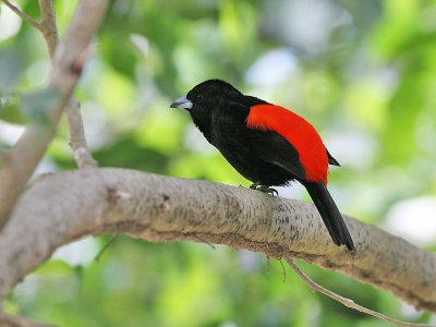 Paserini's Tanager