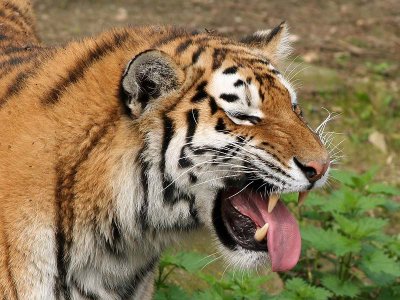 tiger - tijger