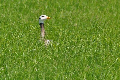 Indische Gans -  Barheaded Goose - Anser indicus