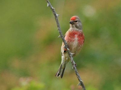 Linnet -  Kneu - Carduelis cannabina (male)