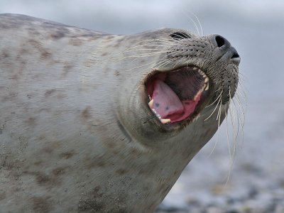 Gewone Zeehond - Common Seal - Phoca nitulina