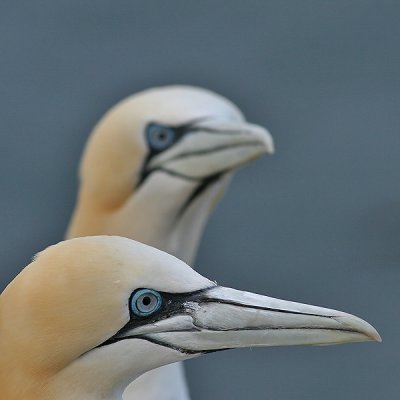 Gannet - Jan van Gent - Morus bassanus