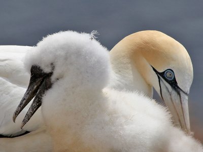 Gannet - Jan van Gent - Morus bassanus