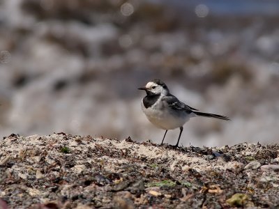 Witte Kwikstaart - Pied Wagtail - Motacilla alba