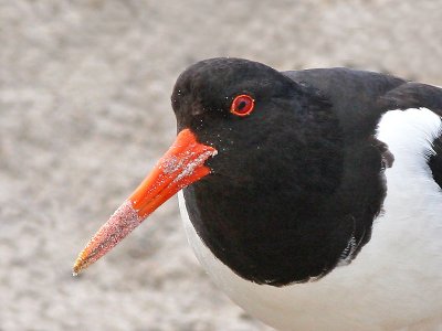 Scholekster - Oystercatcher - Haematopus ostralegus