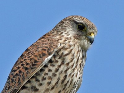 Common Kestrel - Torenvalk - Falco tinnunculus