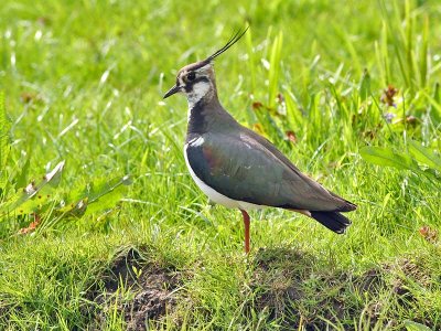 Kievit  - Lapwing - Vanellus vanellus