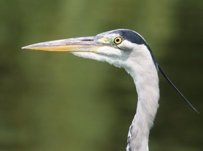 Blauwe Reiger - Grey Herron - Ardea cinerea