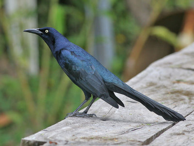 Great-tailed Grackle - Langstaarttroepiaal - Quiscalus mexicanus
