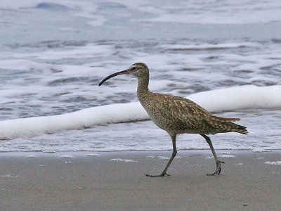 Whimbrel - Numenius phaeopus - Regenwulp