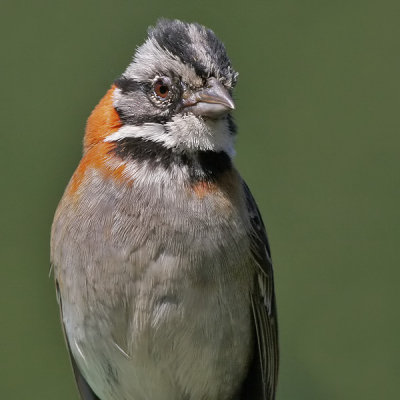 Rufous-collared Sparrow - Roodkraaggors - Zonotrichia capensis