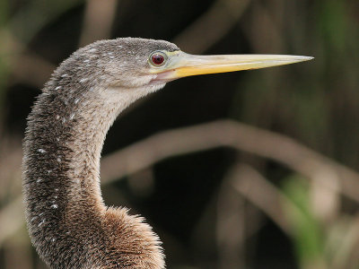 Anhinga (female)- Slangenhalsvogel  - Anhinga anhinga -