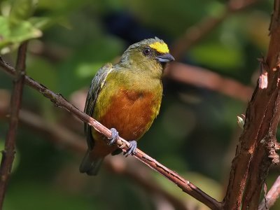 Olive backed Euphonia - Euphonia gouldy - Olijfrugorganist