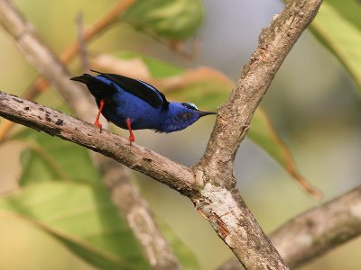 Red-legged Honeycreeper - Blauwe Suikervogel - Cyanerpes cyaneus