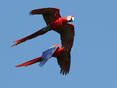 Scarlet Macaw - Ara macao - Geelvleugelara.jpg