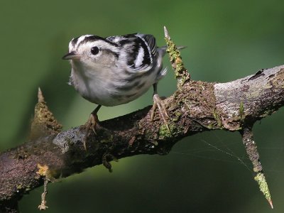 Black and White Warbler - Mniotilta varia - Bonte Zanger