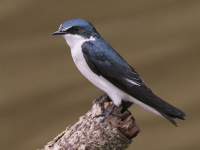 Mangrove Swallow - Tachycineta albilinea - Mangrove Zwaluw