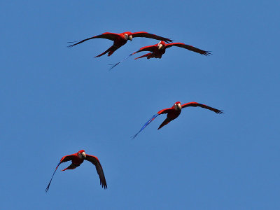 Scarlet Macaw - Ara macao - Geelvleugelara