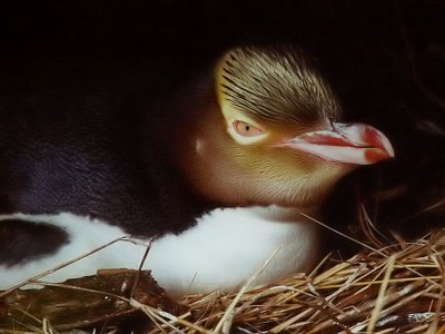 Yellow-eyed Penguin - Geeloogpingun - Megadyptes antipodes