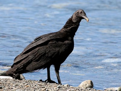 Black Vulture - Coragyps atratus - Zwarte Gier