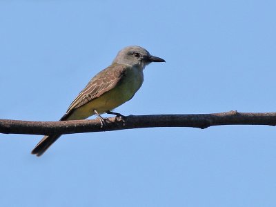 Dusky capped Flycatcher -  Donkerkaptiran - Myiarchus tuberculifer 