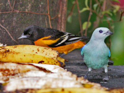 Baltimore Oriole - Baltimore Troepiaal - Icterus galbula