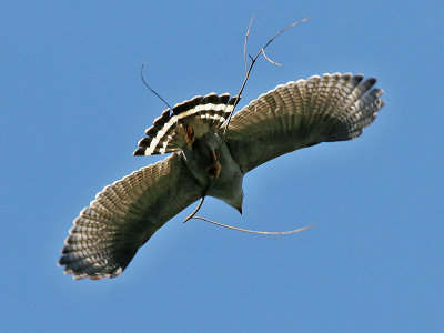 Grey-lined Hawk - Grijze Buizerd - Buteo nitidus