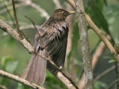 Clay-colored Trush - Turdus grayi - Grays Lijster