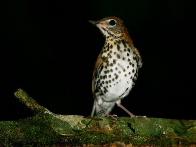 Wood Thrush - Hylocichla mustelina - Boslijster