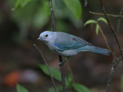 Blue gray Tanager - Thraupis episcopus -  Bisschops-tangare