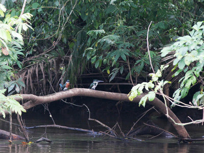 Amazon Kingfisher - Chloroceryle amazona - Amazone IJsvogel (male + female)
