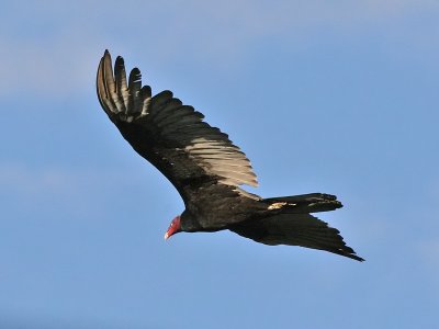 Turkey Vulture - Kalkoengier - Cathartes aura