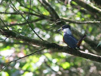 Ringed Kingfisher - Amerikaanse Reuzenijsvogel - Megaceryle torquata