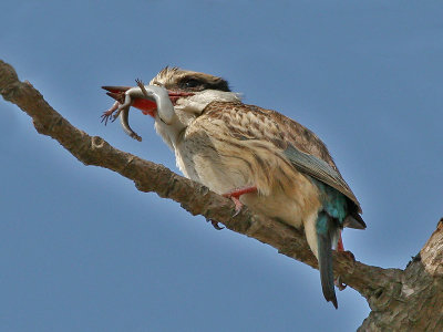 Striped Kingfisher - Gestreepte IJsvogel - Halcyon chelicuti