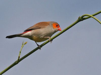 Orange-cheeked Waxbill - Oranjekaakastrilde - Estrilda melpoda